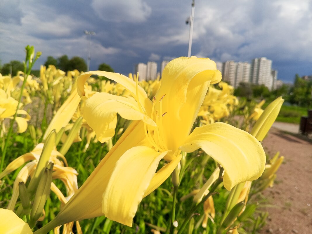 Лилейник - Сапсан 