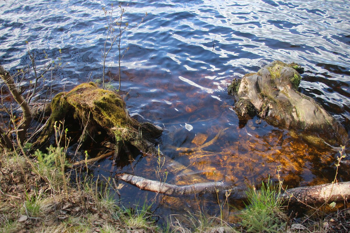 Комарово. Озеро Щучье - Наталья Герасимова Комарово. Озеро Щучье - Наталья Герасимова