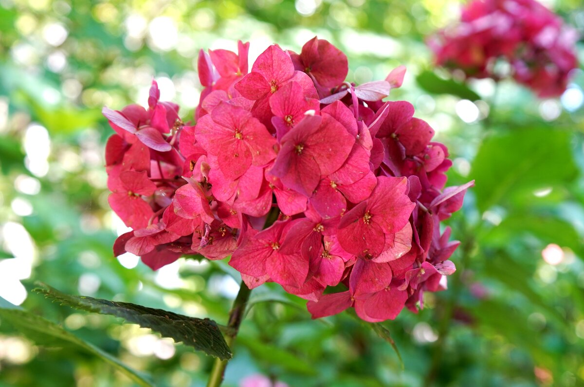 Гортензия - Татьяна Тюменка