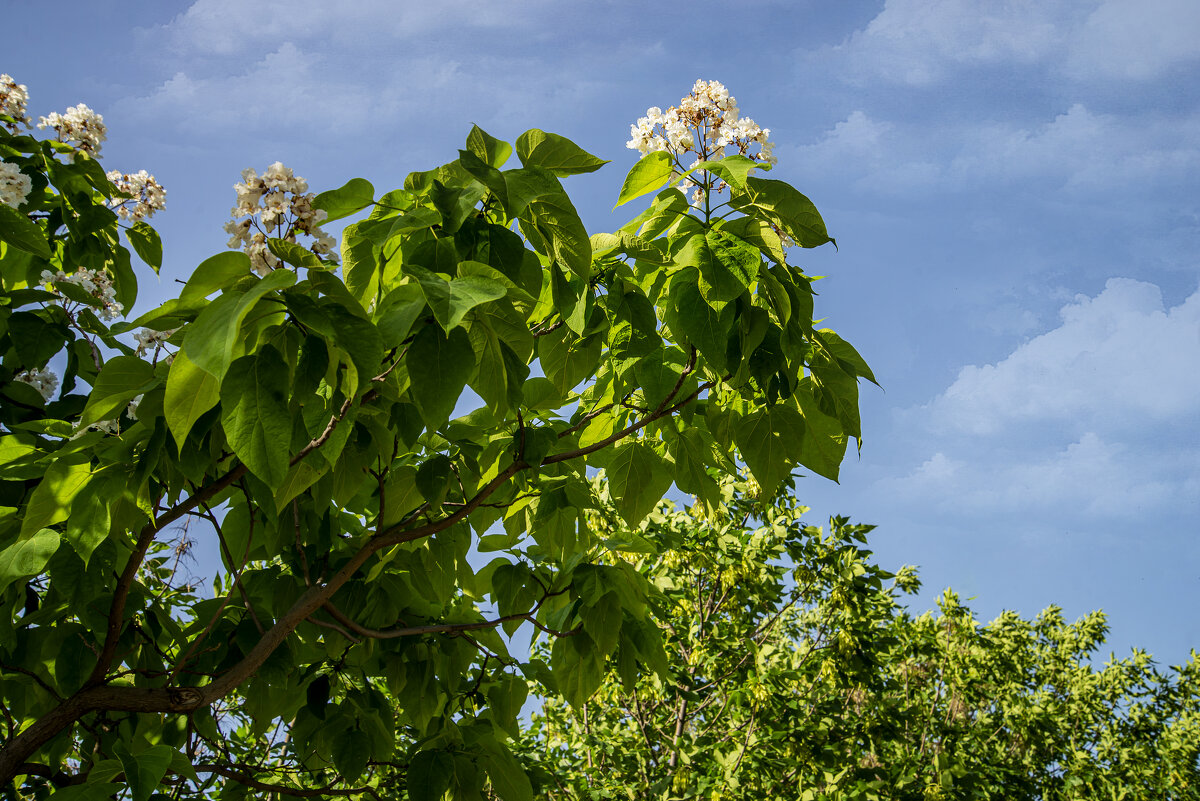 Катальпа - Анатолий Чикчирный Катальпа - Анатолий Чикчирный