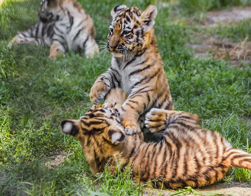 Тигрята - SanSan 