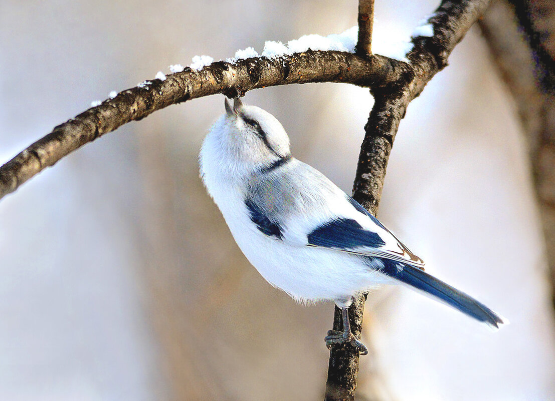 В поисках вкусненького. - Михаил Белоусов