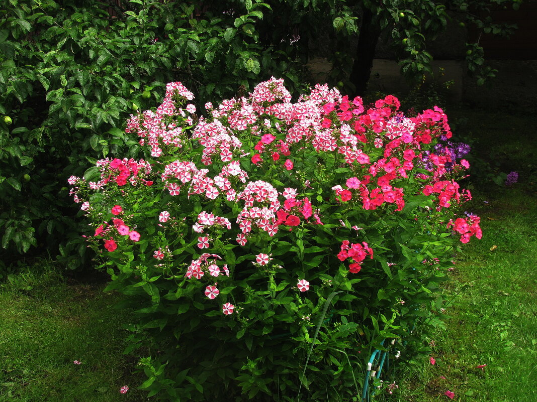 Букет в саду - Людмила Смородинская