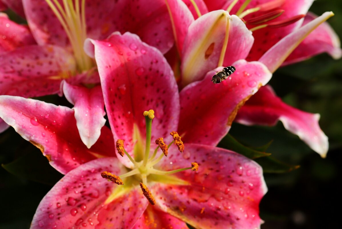 Аэропорт Лилия посадку разрешает - Юрий. Шмаков