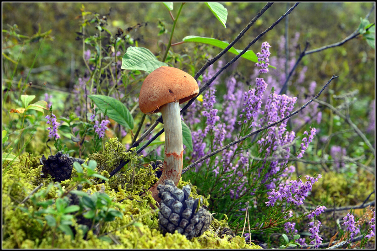 Пройди мимо..... - Aleksandr Gal