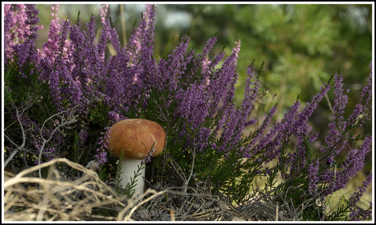Сыроежка - Aleksandr Gal