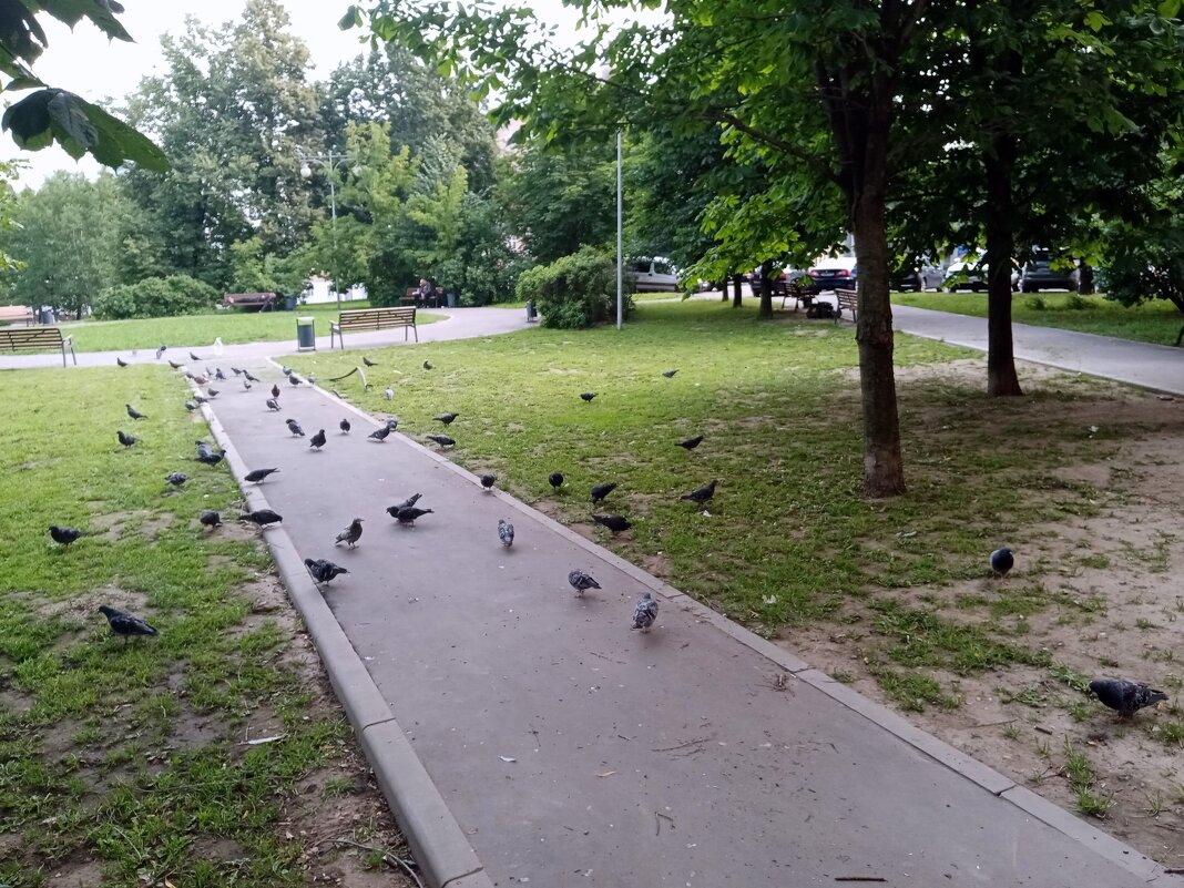 Московский двор. - Владимир Драгунский