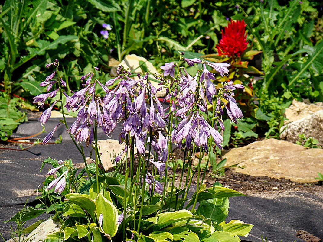 Поникли лютики,,,Хоста ! ! ! - Анатолий Колосов