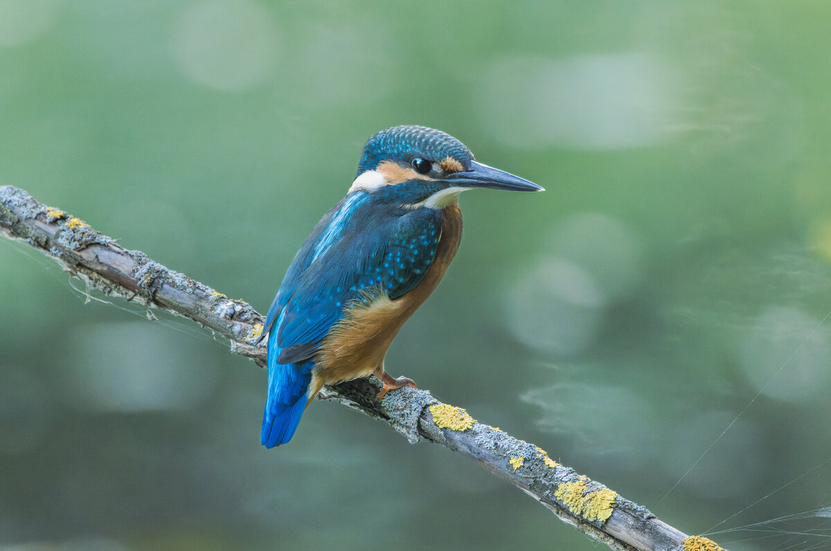 зимородок. - юрий макаров