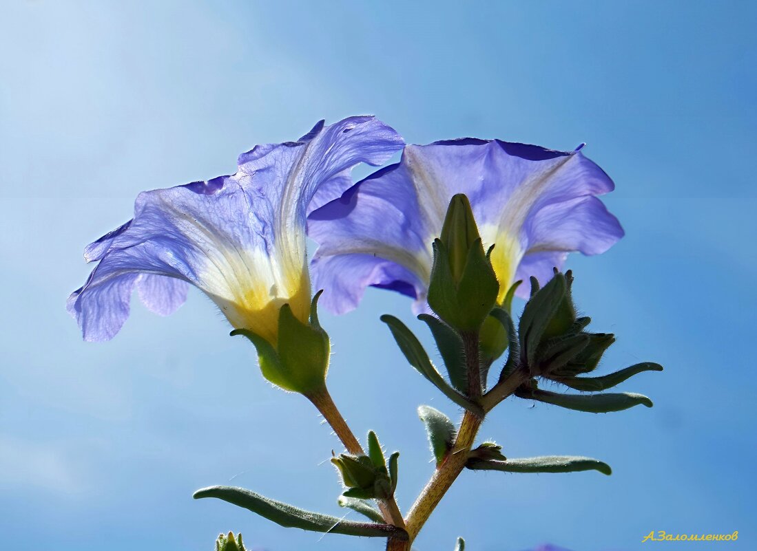 Как хочется чтобы лето не кончалось!... - Андрей Заломленков