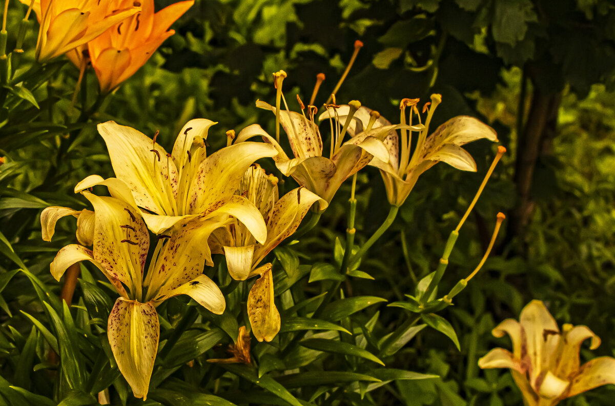 Время пролетает, лилии отцветают. - Петр Беляков Время пролетает, лилии отцветают. - Петр Беляков