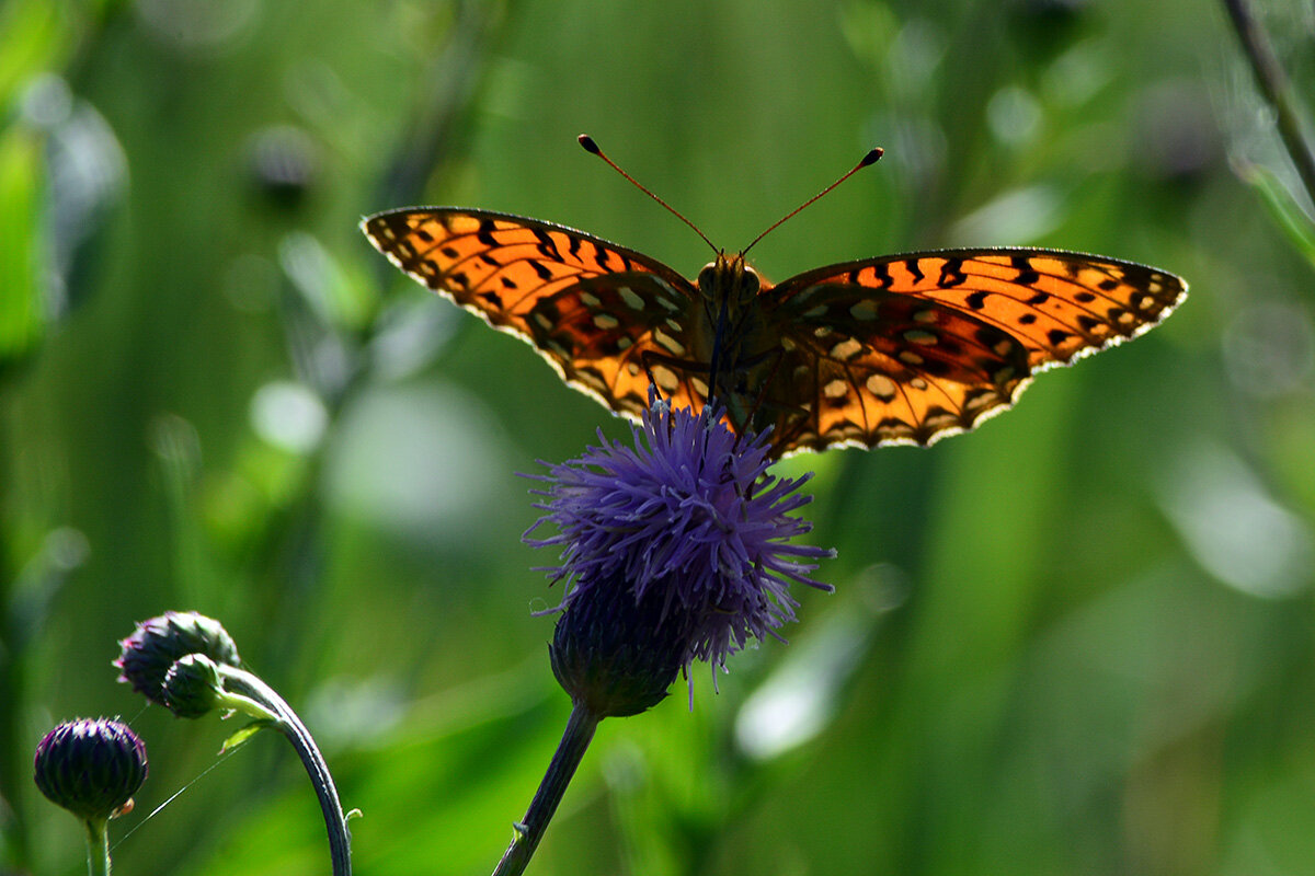 Солнечные ванны - Геннадий Супрун Солнечные ванны - Геннадий Супрун