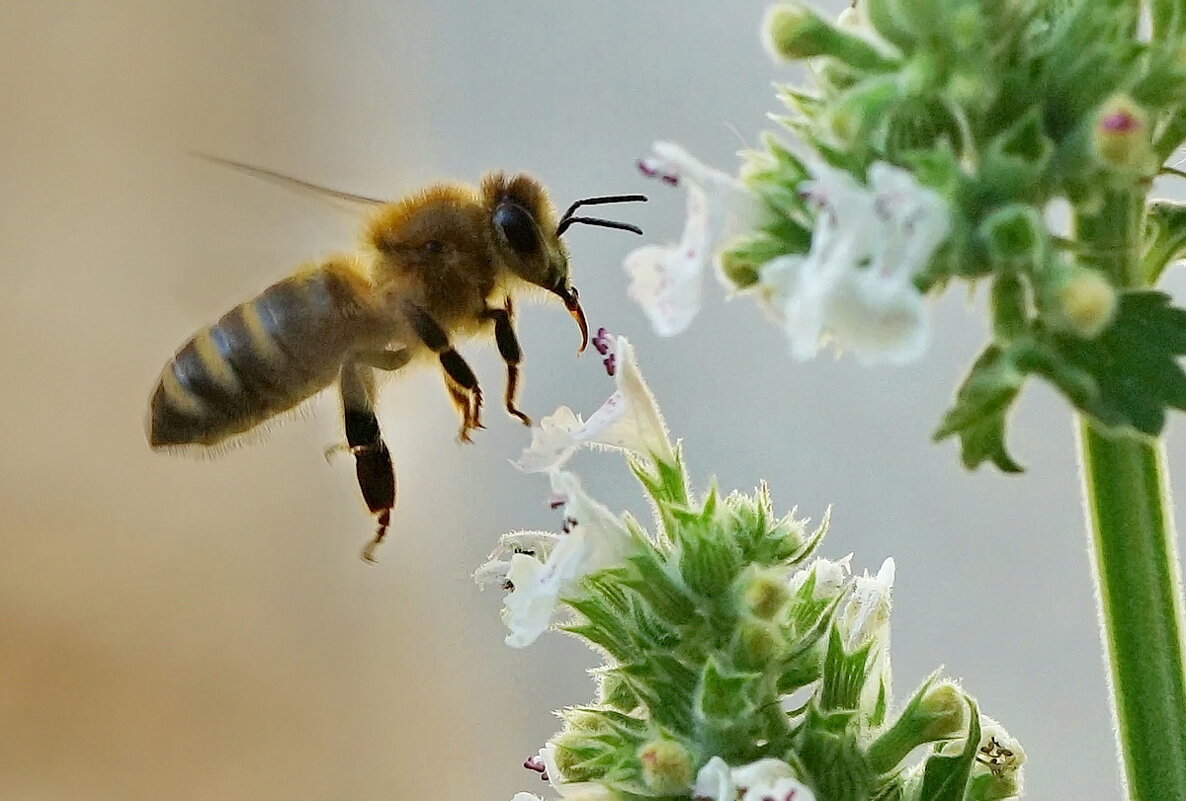 Макро мир вокруг нас... - Николай Саржанов