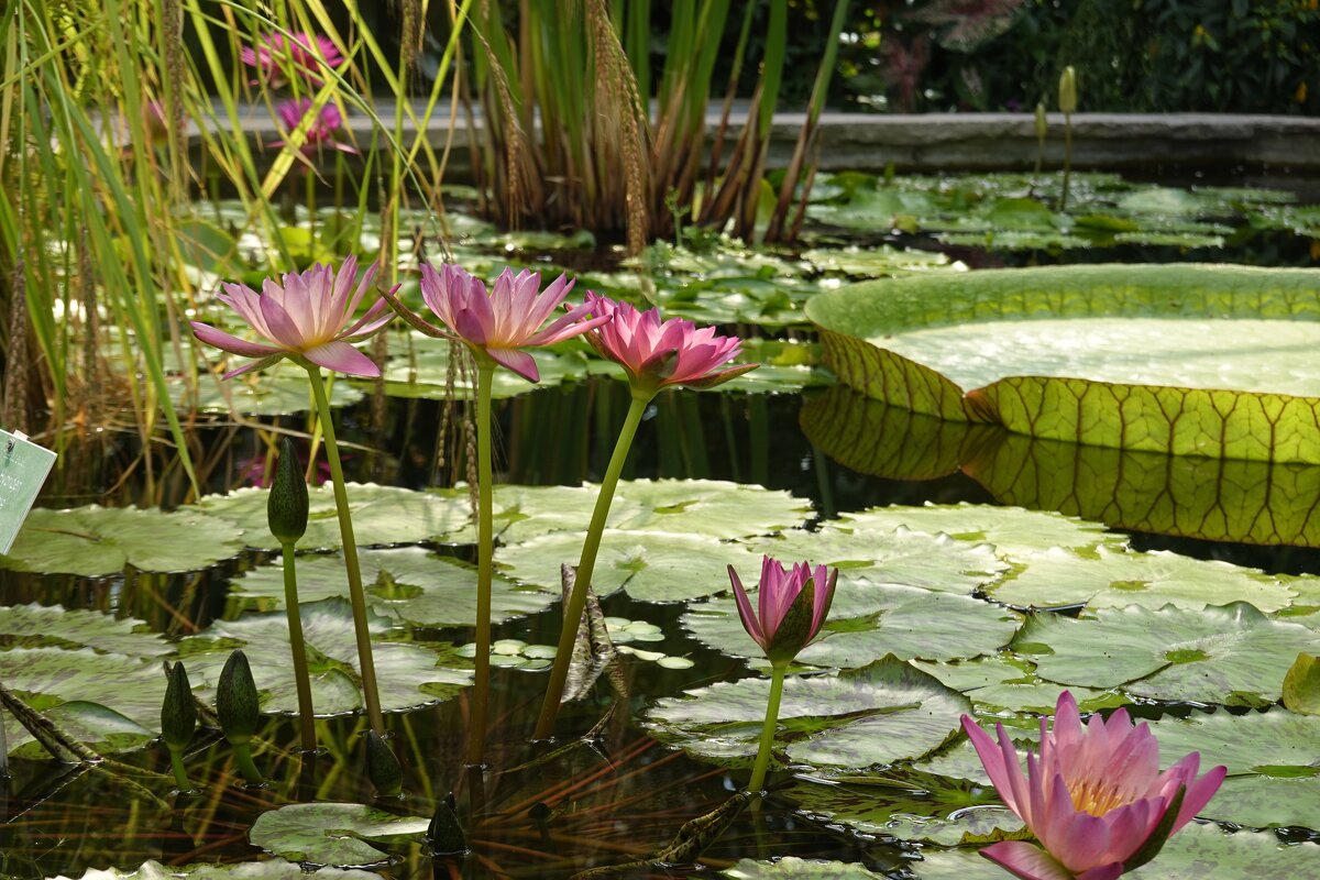 В ботаническом саду Аугсбурга!... - Галина 