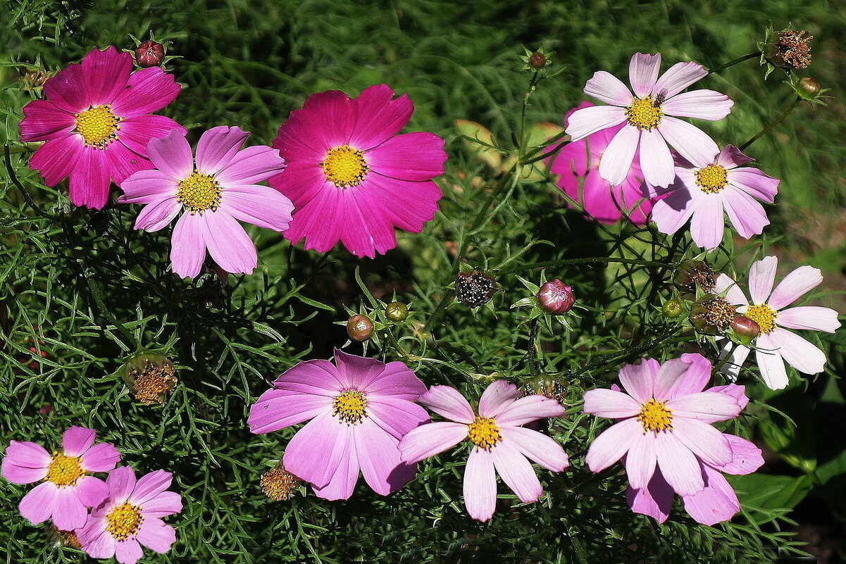 Космея - Рита Симонова