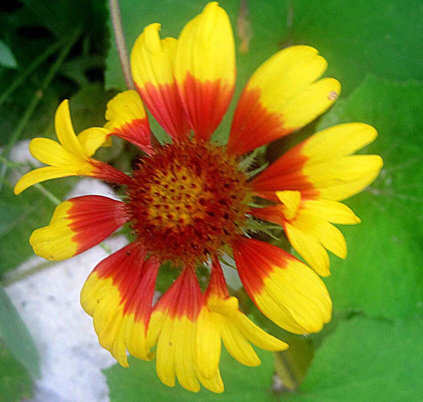 Летний - Елена Семигина