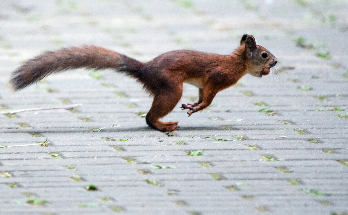 *** - Владимир Безбородов