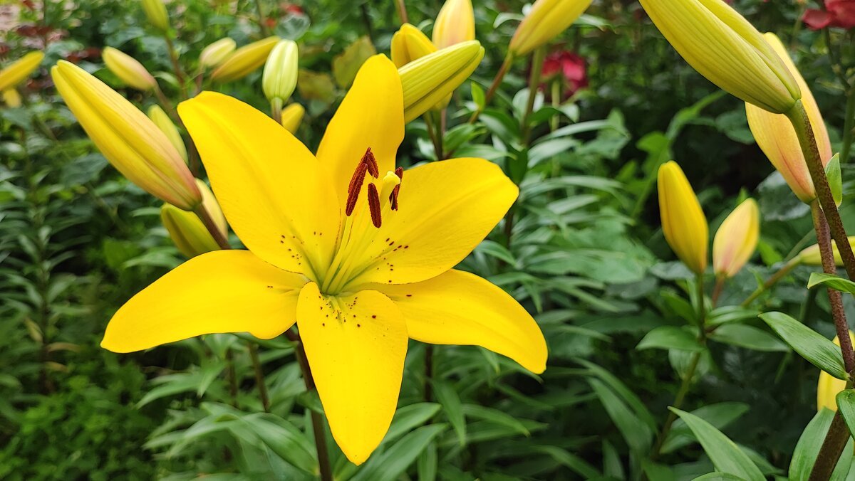 ,,, - Сергей Тимоновский