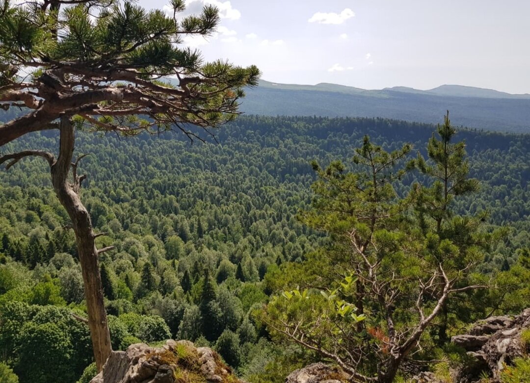 ЛАГОНАКИ - Tata Wolf