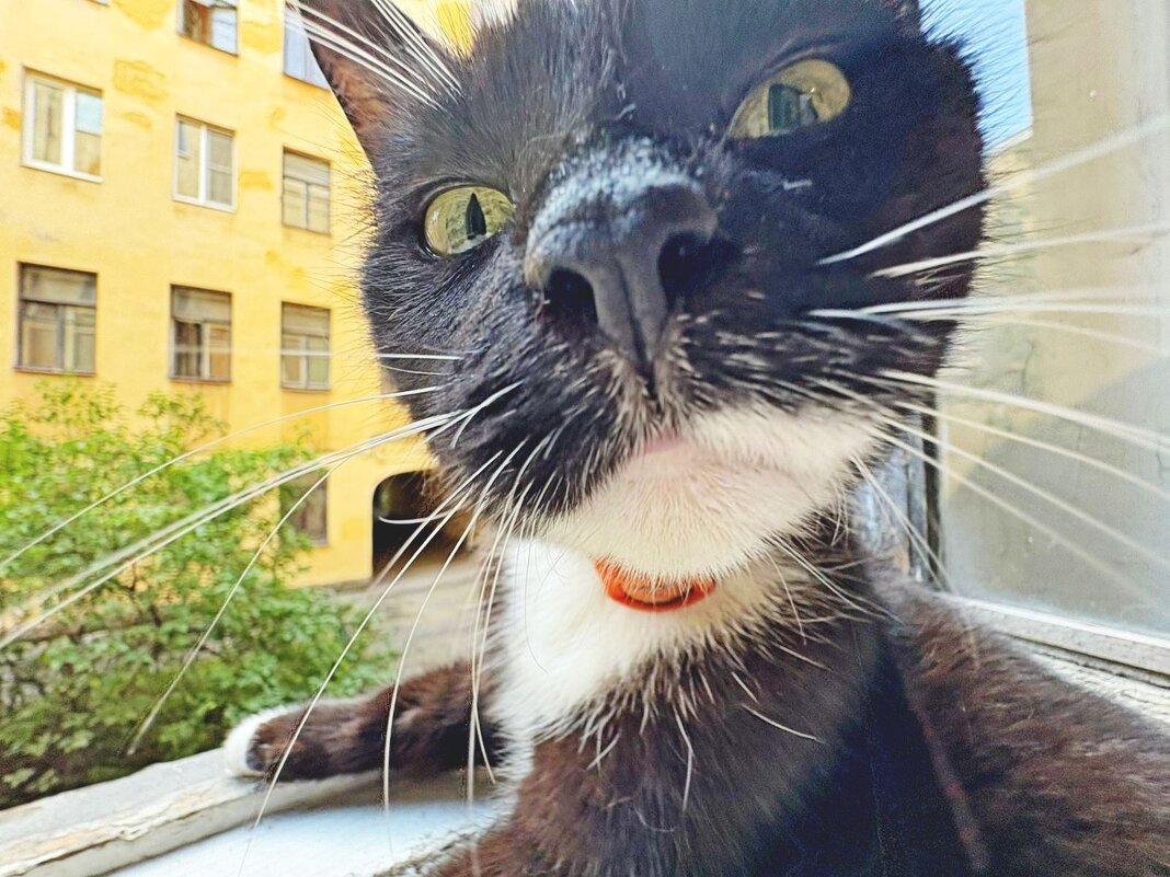 Кот по-питерски... - Vladimir Semenchukov