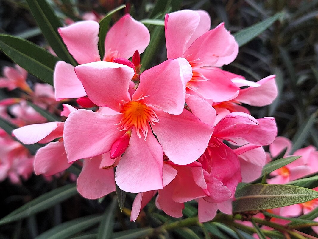 Олеандр - Наталья 