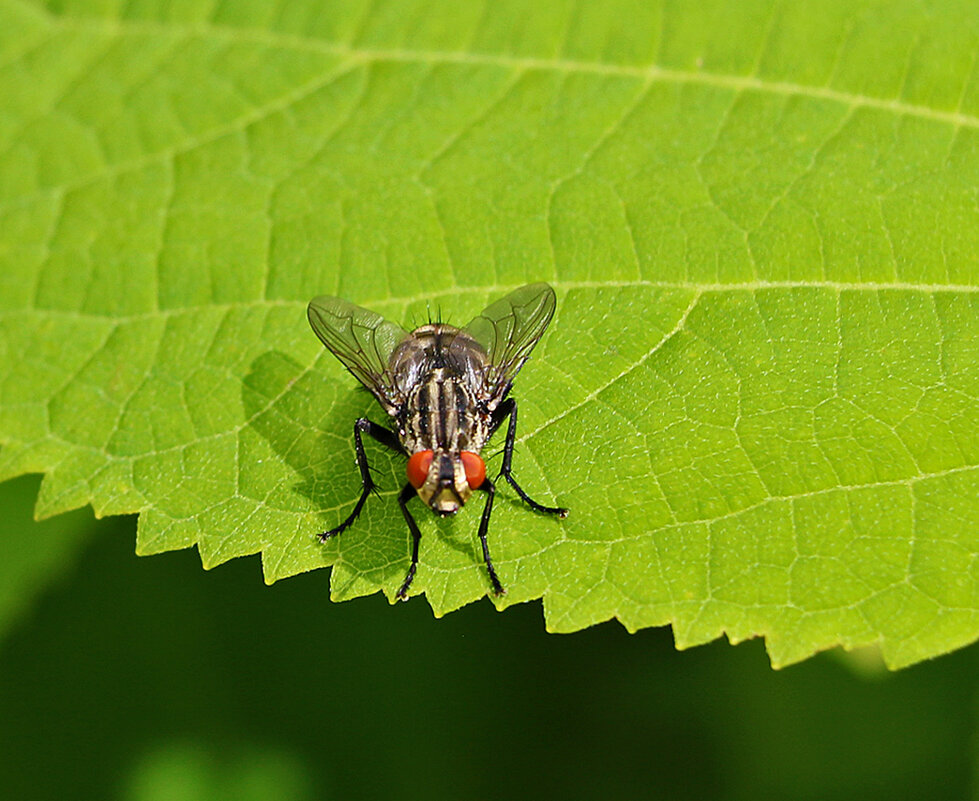 Мух над пропастью - Светлана Мух над пропастью - Светлана