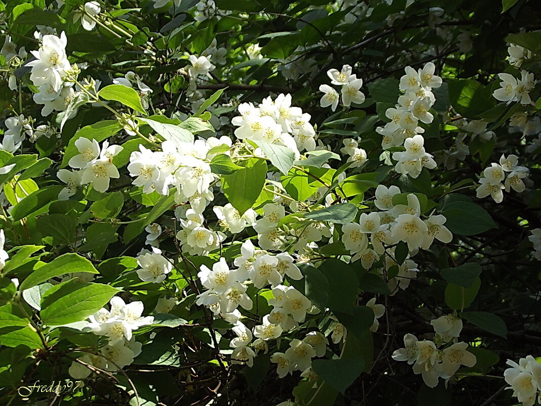 Жасмин - Freddy 97