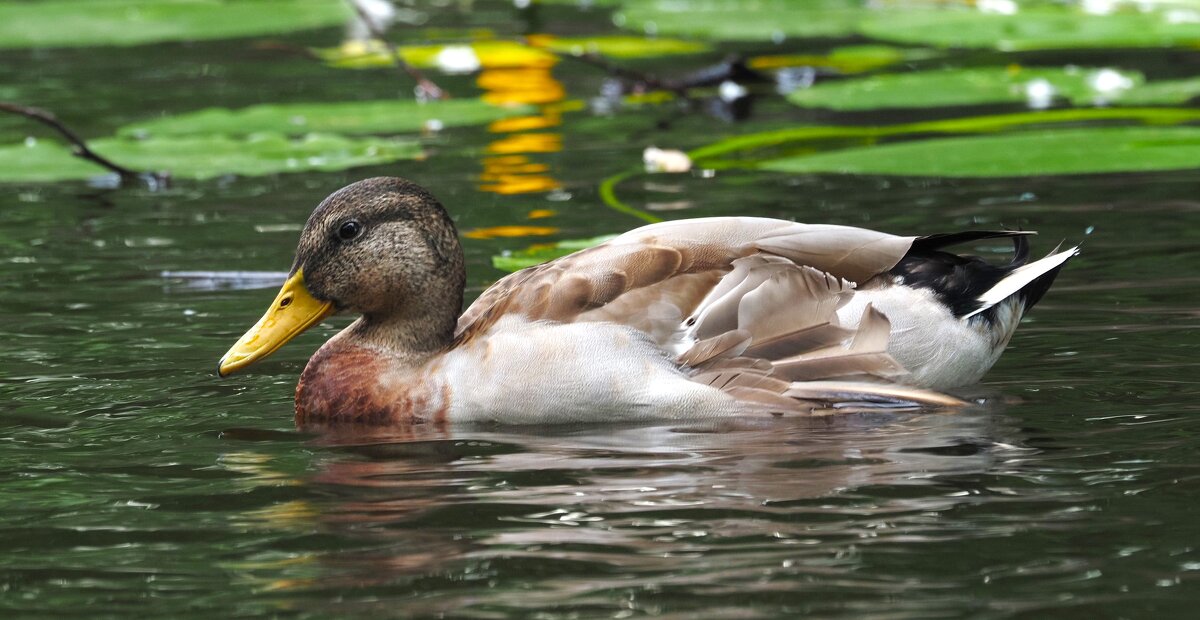 В Лопухинском саду - Магомед .
