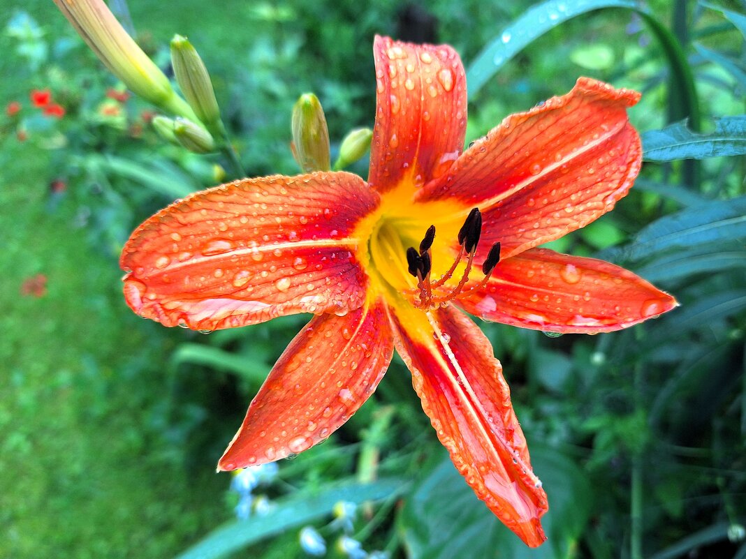 Лилейник - Наталья 