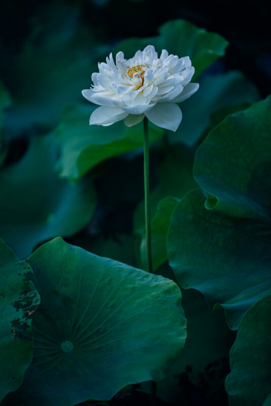 Время лотосов - Дмитрий 