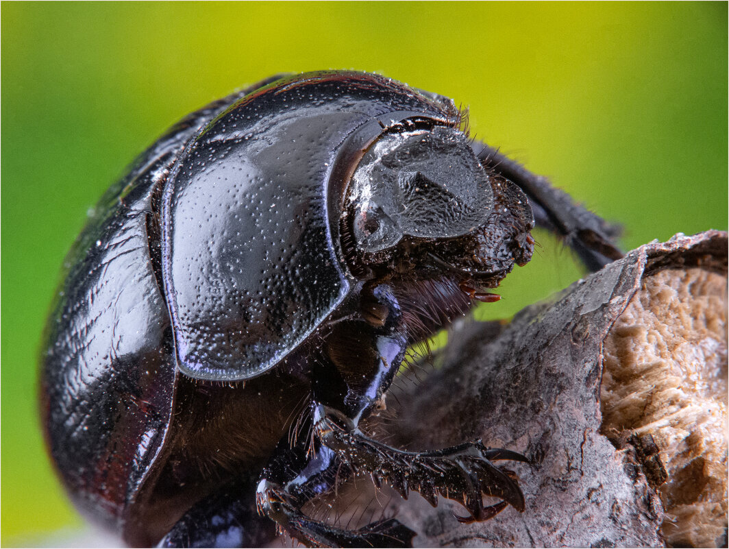Навозник лесной - Алексей Мезенцев