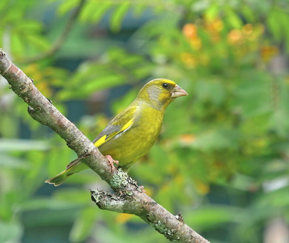 зеленушка - Andrey Bragin 