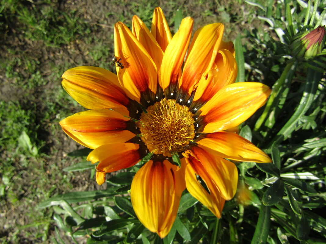 Газания - Galaelina ***