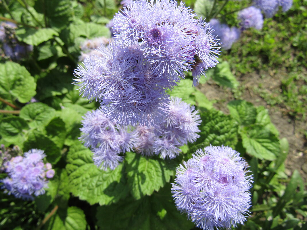 Агератум - Galaelina ***