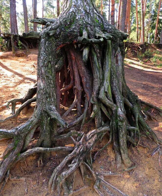 Корневая система - Андрей Снегерёв Корневая система - Андрей Снегерёв