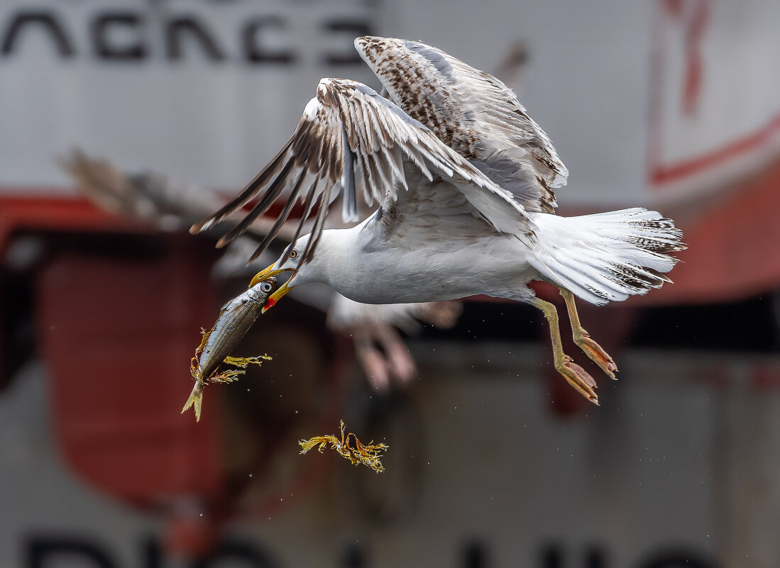 Чайка с сардиной. В порту Загреша. Португалия - Игорь Геттингер (Igor Hettinger)
