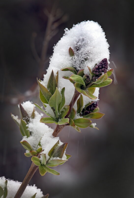 6 апреля - Михаил Бибичков
