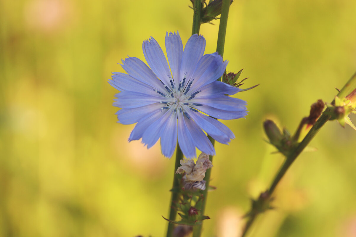 *** - Елена Kазак (selena1965)