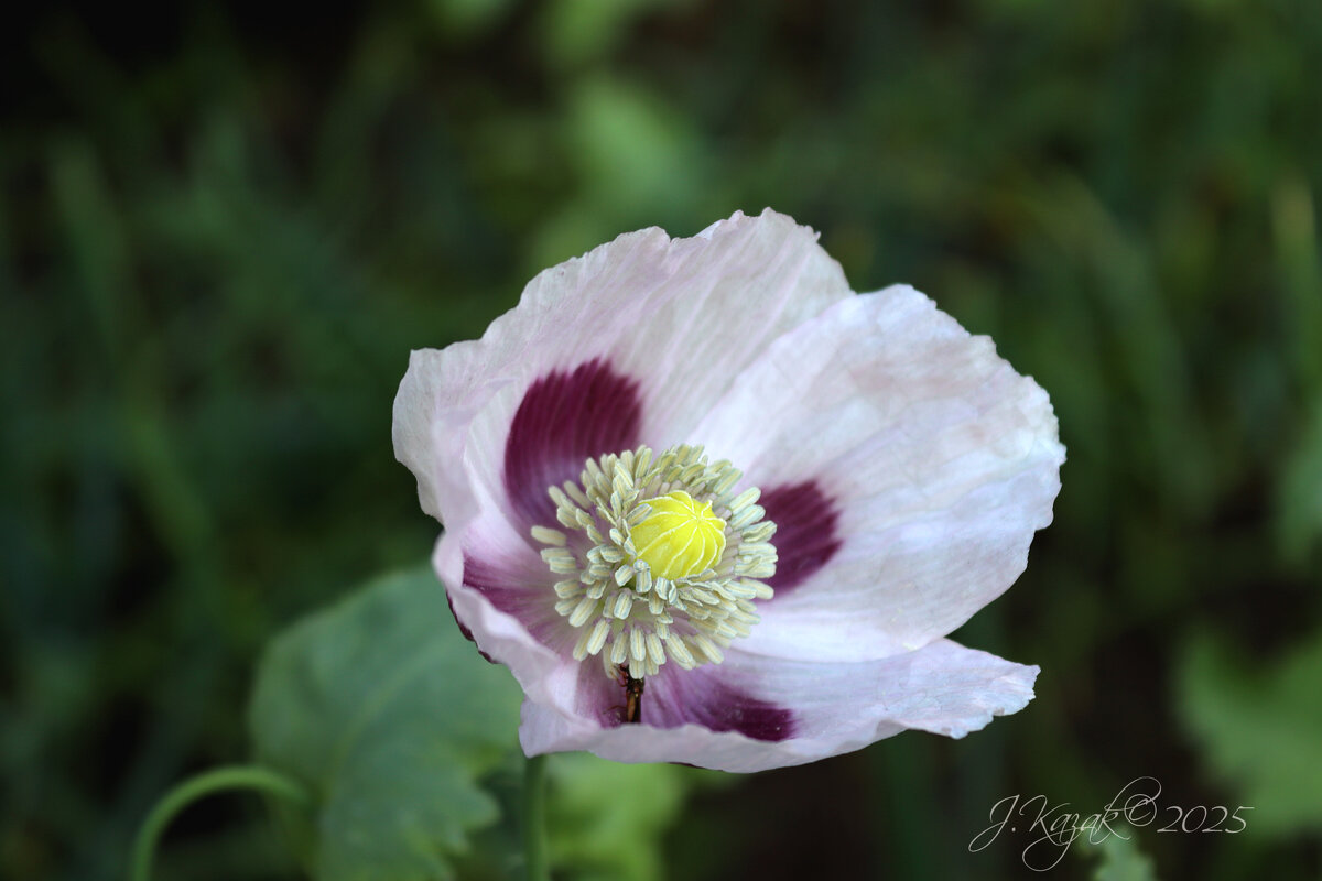 *** - Елена Kазак (selena1965)