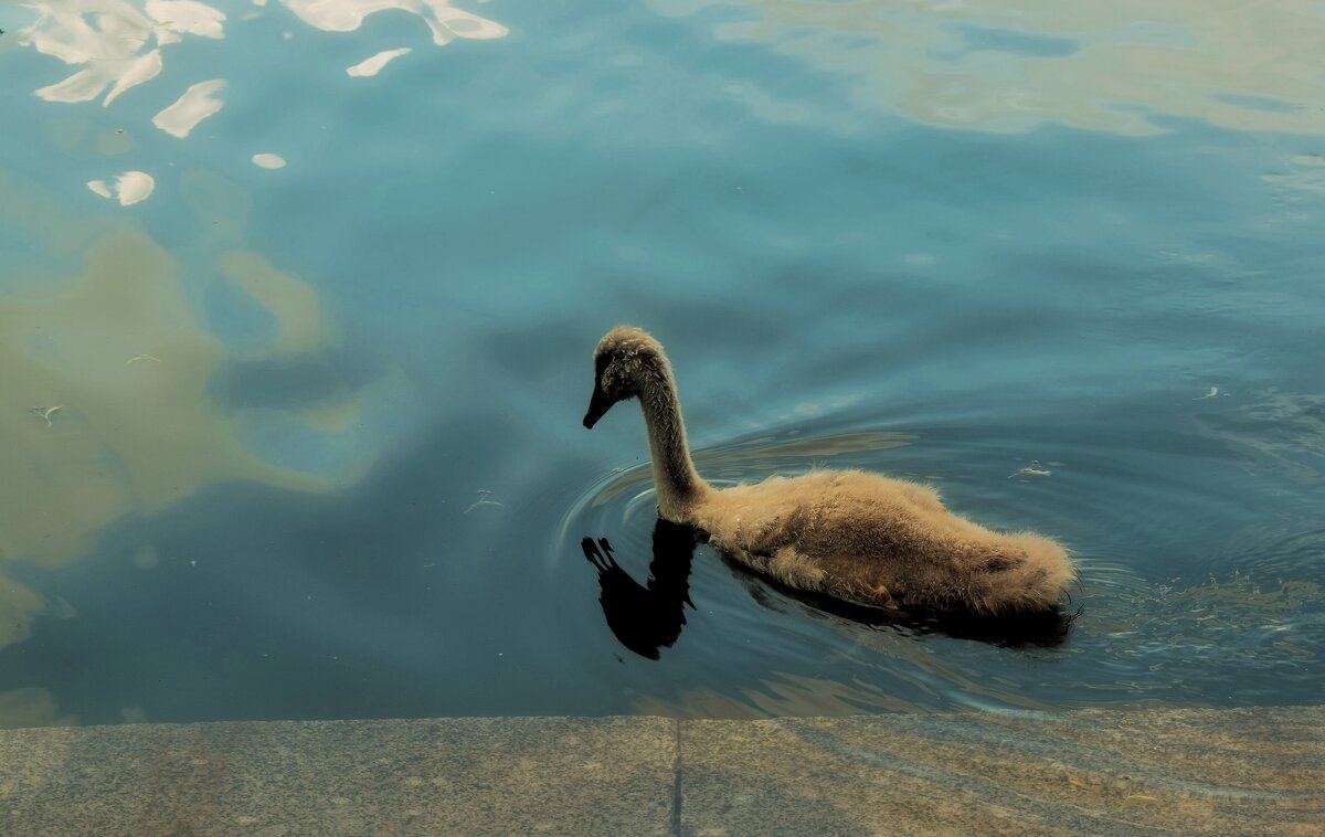 Самый непослушный лебедёнок нашёлся. - Татьяна Помогалова Самый непослушный лебедёнок нашёлся. - Татьяна Помогалова