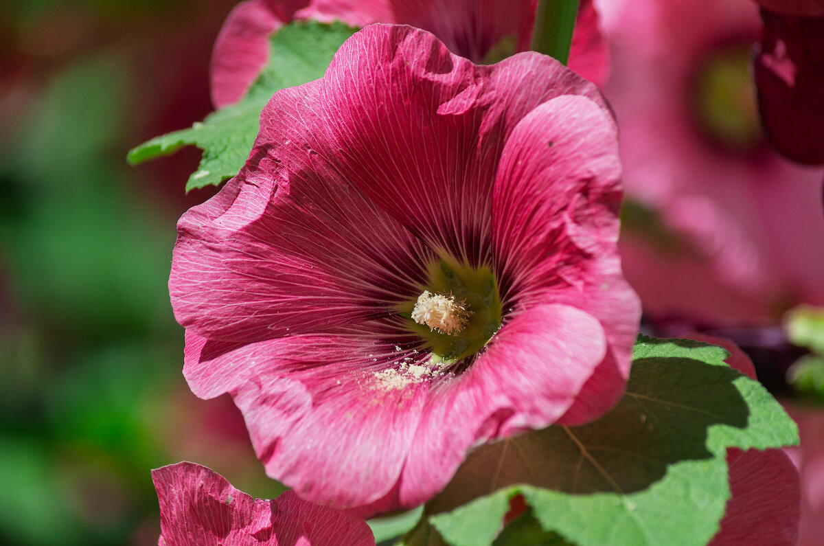 *** - Виктор Иванович Чернюк