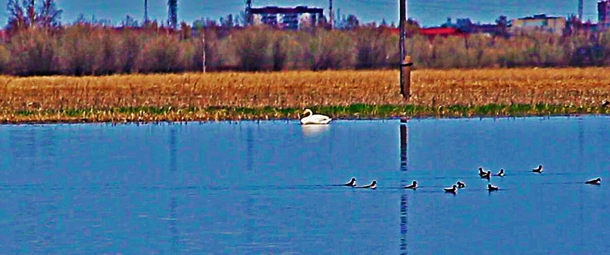 Июнь..Техногенный лебедь-кликун и кулики! - Владимир 