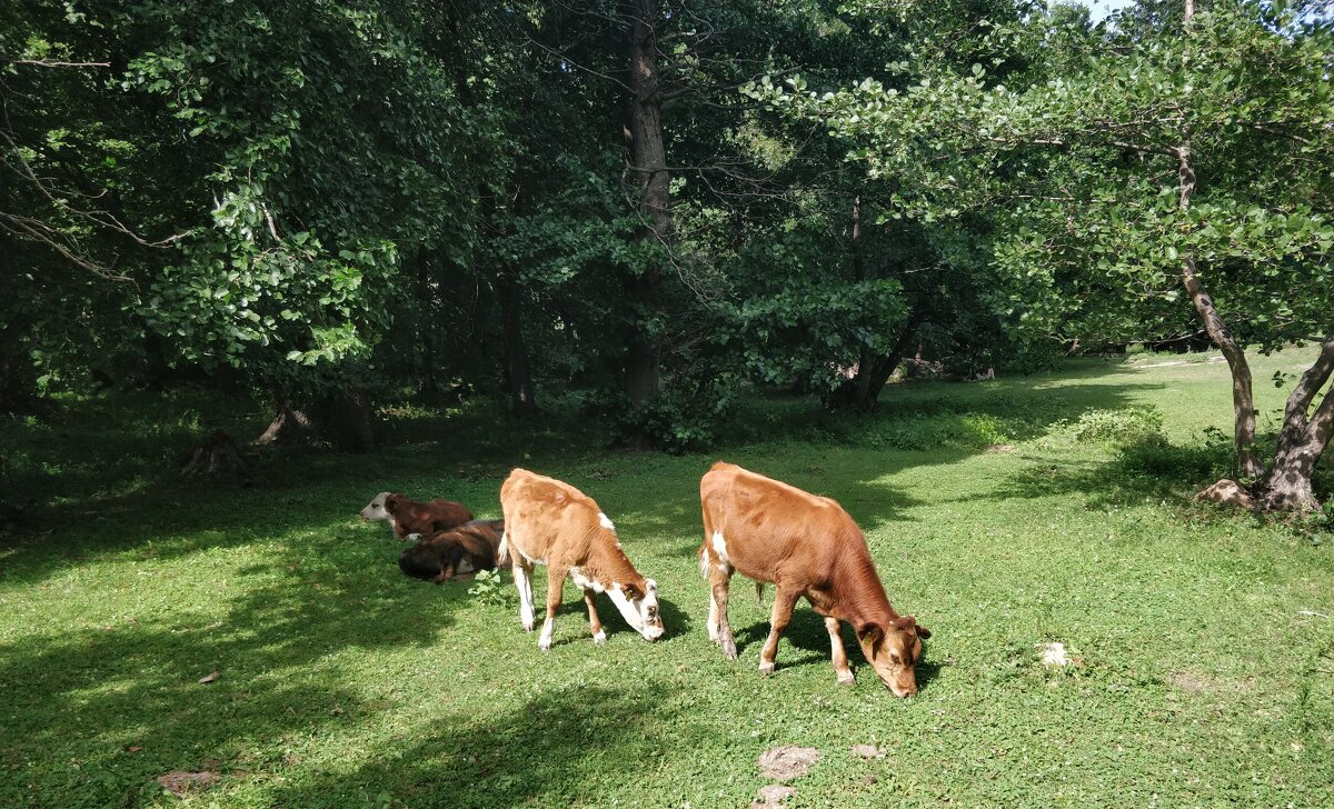 Сельская идилия - Андрей Хлопонин Сельская идилия - Андрей Хлопонин