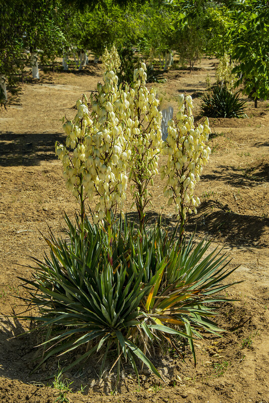 Юкка - Анатолий Чикчирный