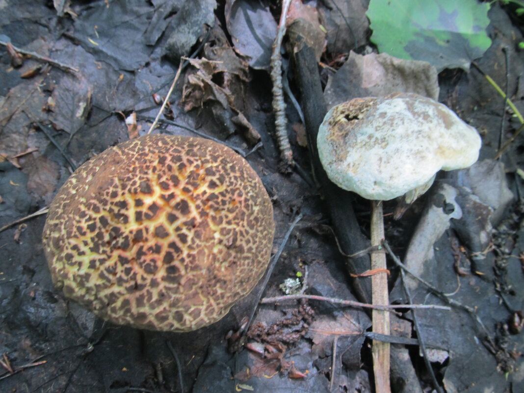 сезон моховиков - Елена Шаламова