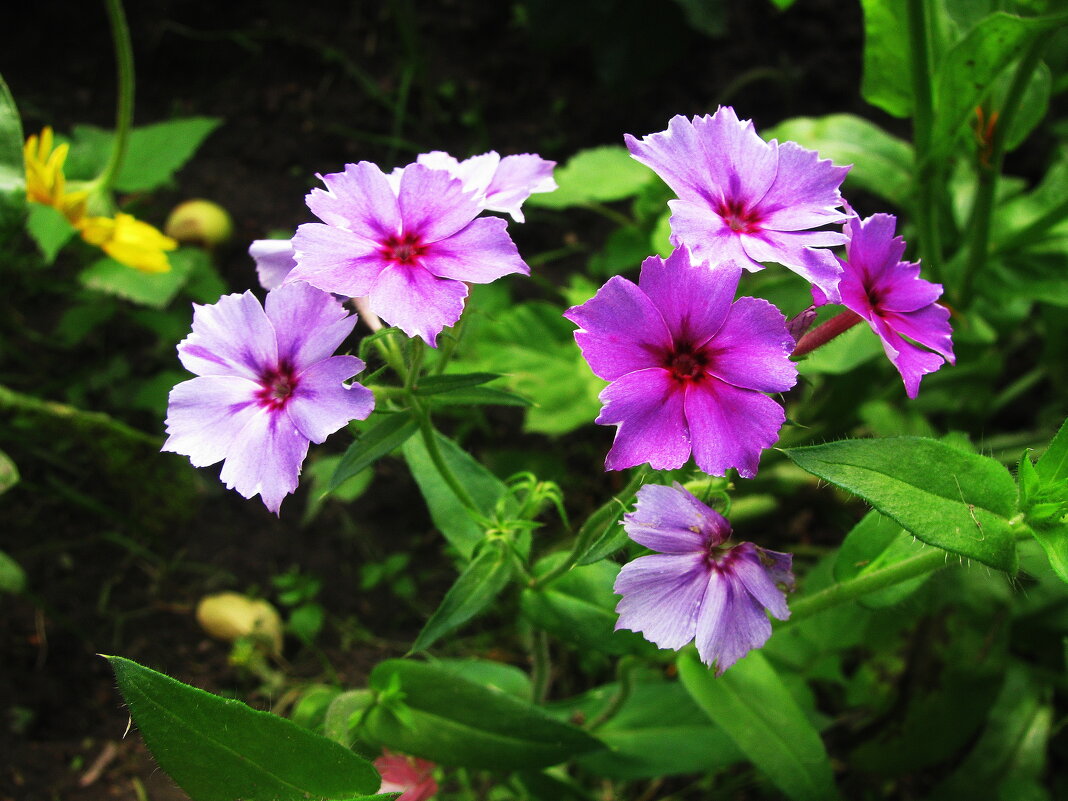 Нежность - Людмила Смородинская