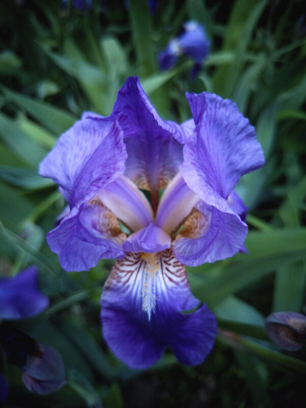 Мистический ирис - Любимова Ольга 