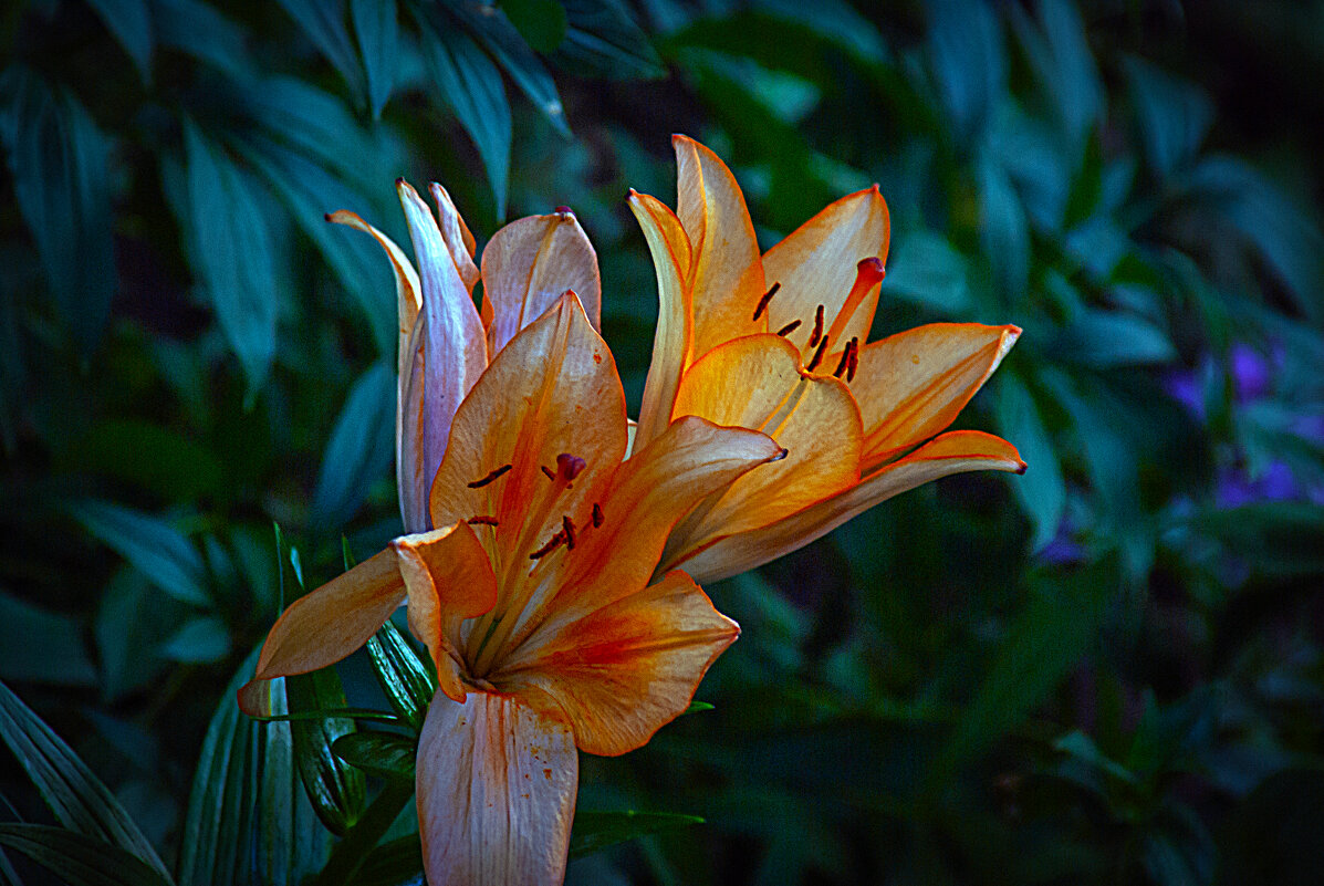 ЛИЛИИ - Владимир Кроливец