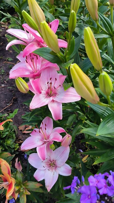 Июль в ярких красках! - Ольга 