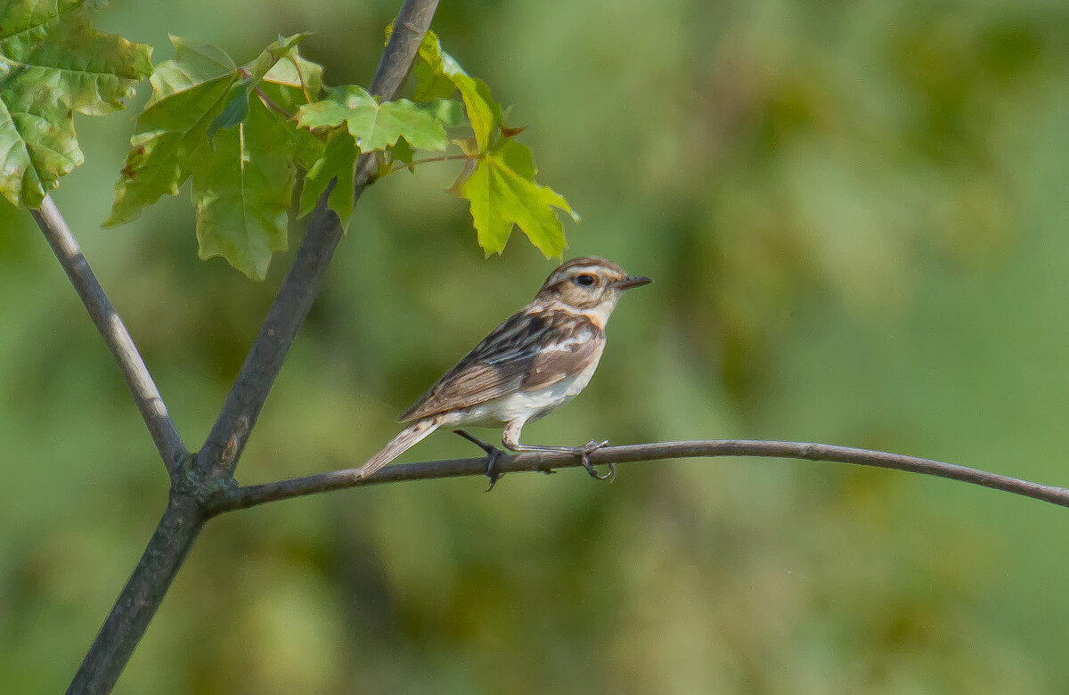 Луговой чекан. - Sergey (Apg)